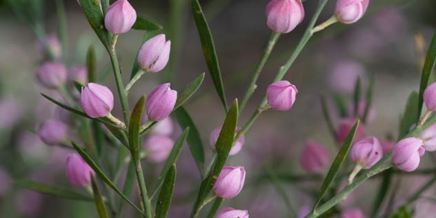 Close up of Austrailan native wild flowers 