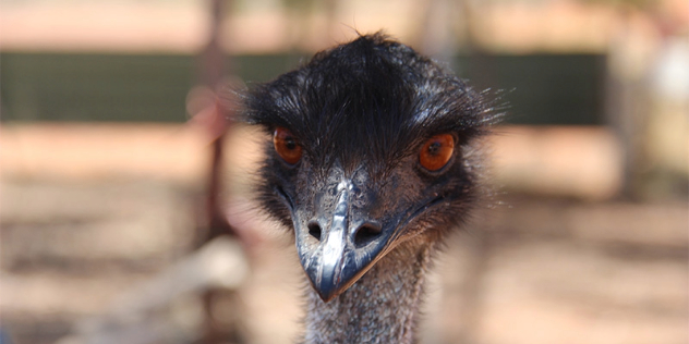 close up of an emu's head